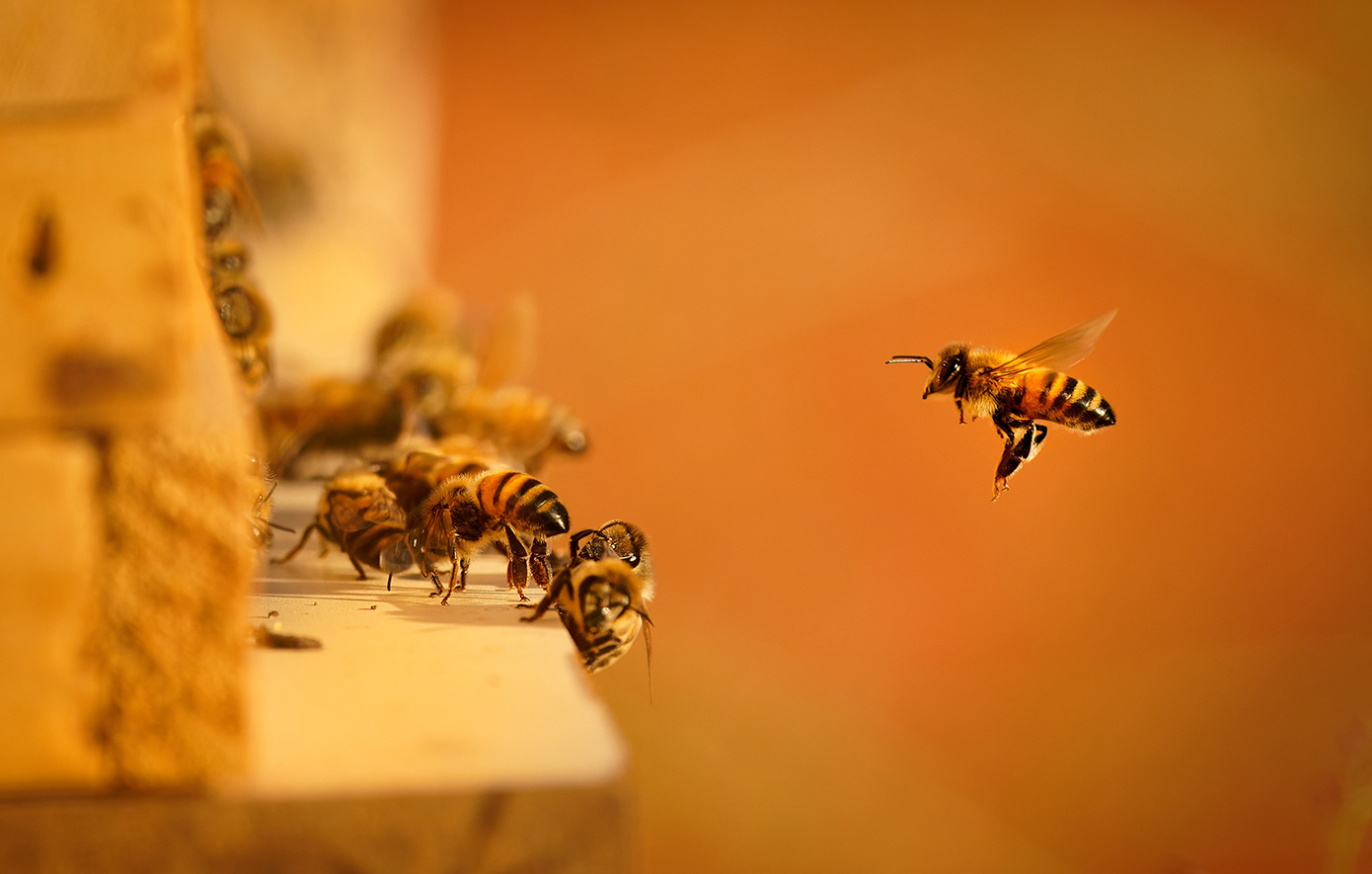 Μέλισσα-Μέλι-Μελισσοκομία Μέλισσα-Μέλι-Μελισσοκομία
