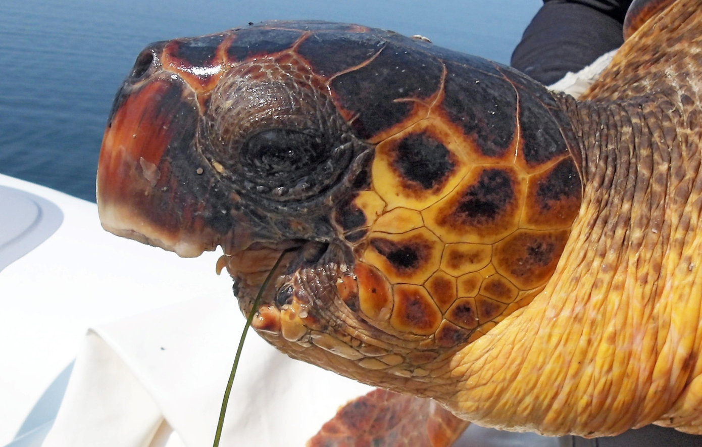 Αμβρακικός: Η χελώνα καρέττα  &#8211; καρέττα που νίκησε τον θάνατο – Ζει 6 χρόνια χωρίς σαγόνι