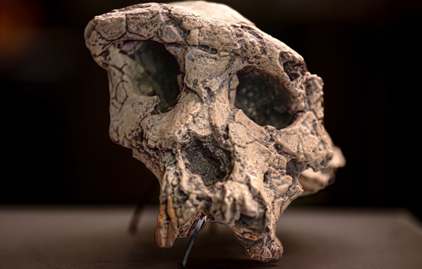 Είναι αυτός ο αρχαιότερος πρόγονος του ανθρώπου; Το πιθηκόμορφο ζώο ηλικίας 7 εκατ. ετών που ενδεχομένως να περπάτησε στα δύο πόδια