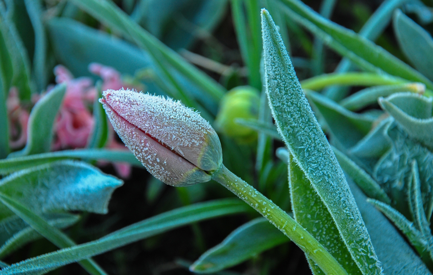 4 εύκολες λύσεις για να προστατεύσετε κήπο και φυτά από την παγωνιά