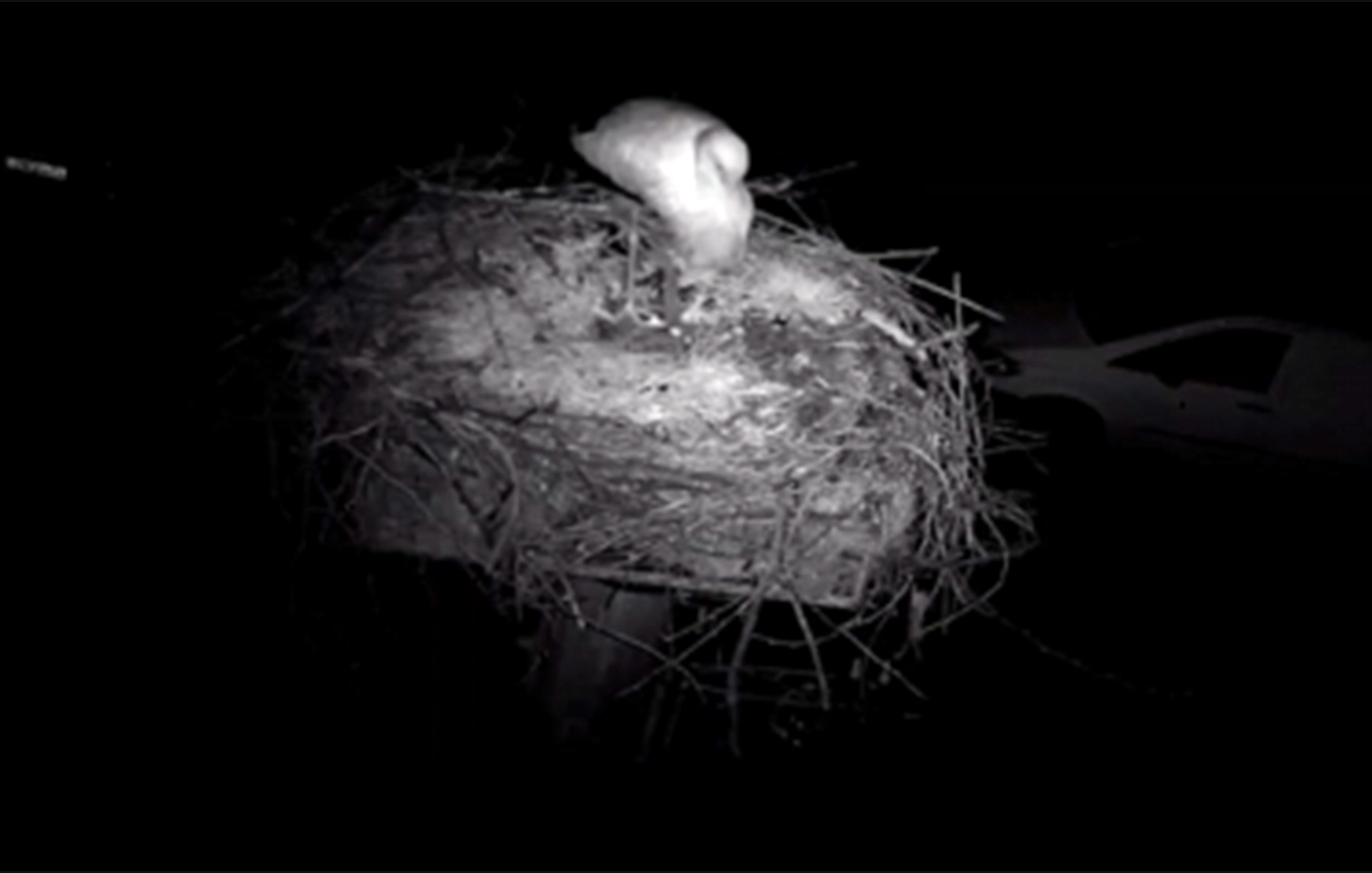 Πελαργός περνάει τον χειμώνα στη Φιλιππιάδα υπομένοντας το κρύο για να προστατεύσει τη φωλιά του &#8211; «Η φύση μάς θυμίζει πόση δύναμη κρύβεται στη σιωπή»