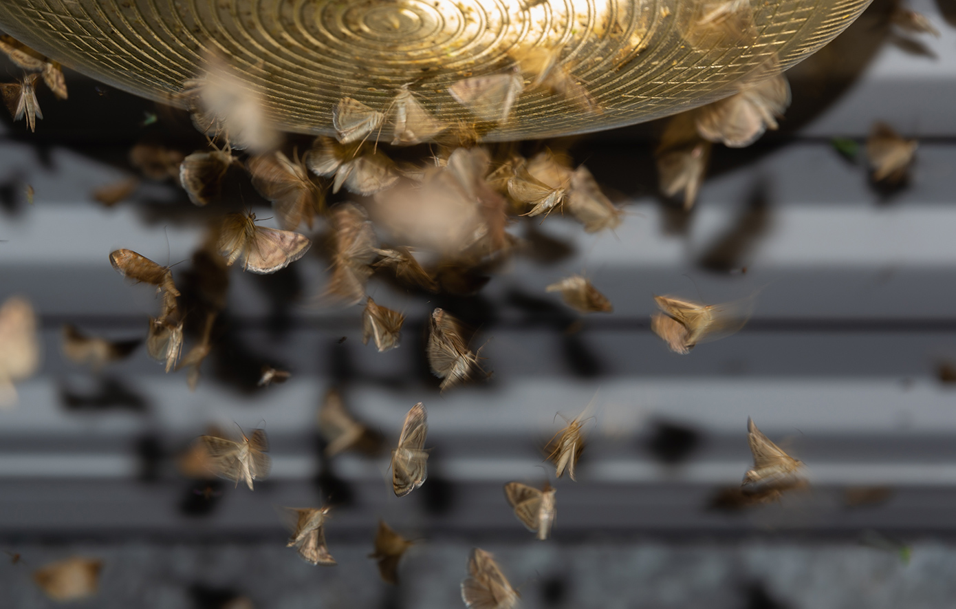 Δραματική προειδοποίηση για την ανθρωπότητα, καθώς τα έντομα «σιωπούν» μυστηριωδώς