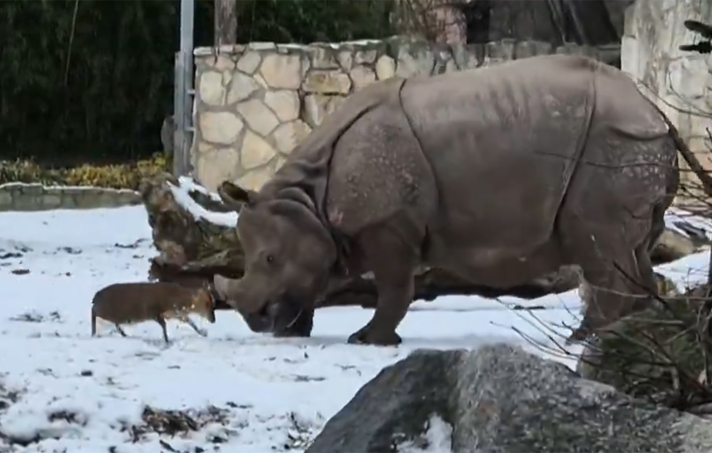 Όταν ένα ελάφι επέλεξε για «αντίπαλο» έναν ρινόκερο: Το βίντεο από ζωολογικό κήπο της Πολωνίας που έγινε viral