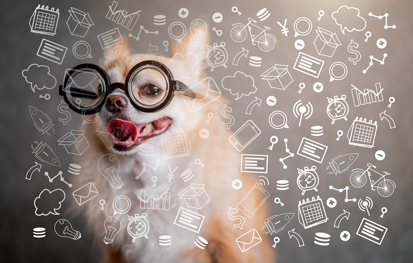 Σπάνια ομάδα «ιδιοφυών σκύλων» μπορεί να μαθαίνει νέες λέξεις «υποκλέπτοντας» συνομιλίες ανθρώπων