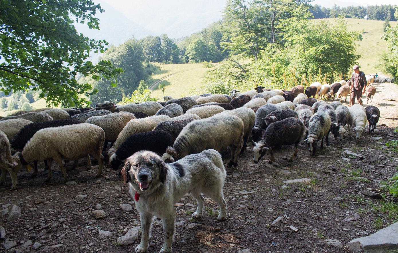 Θύμα επίθεσης από τσοπανόσκυλα έπεσε 60χρονος που πήγε για τρέξιμο στη Γορίτσα &#8211; «Ο κτηνοτρόφος είχε αφήσει ανοιχτή την περίφραξη»