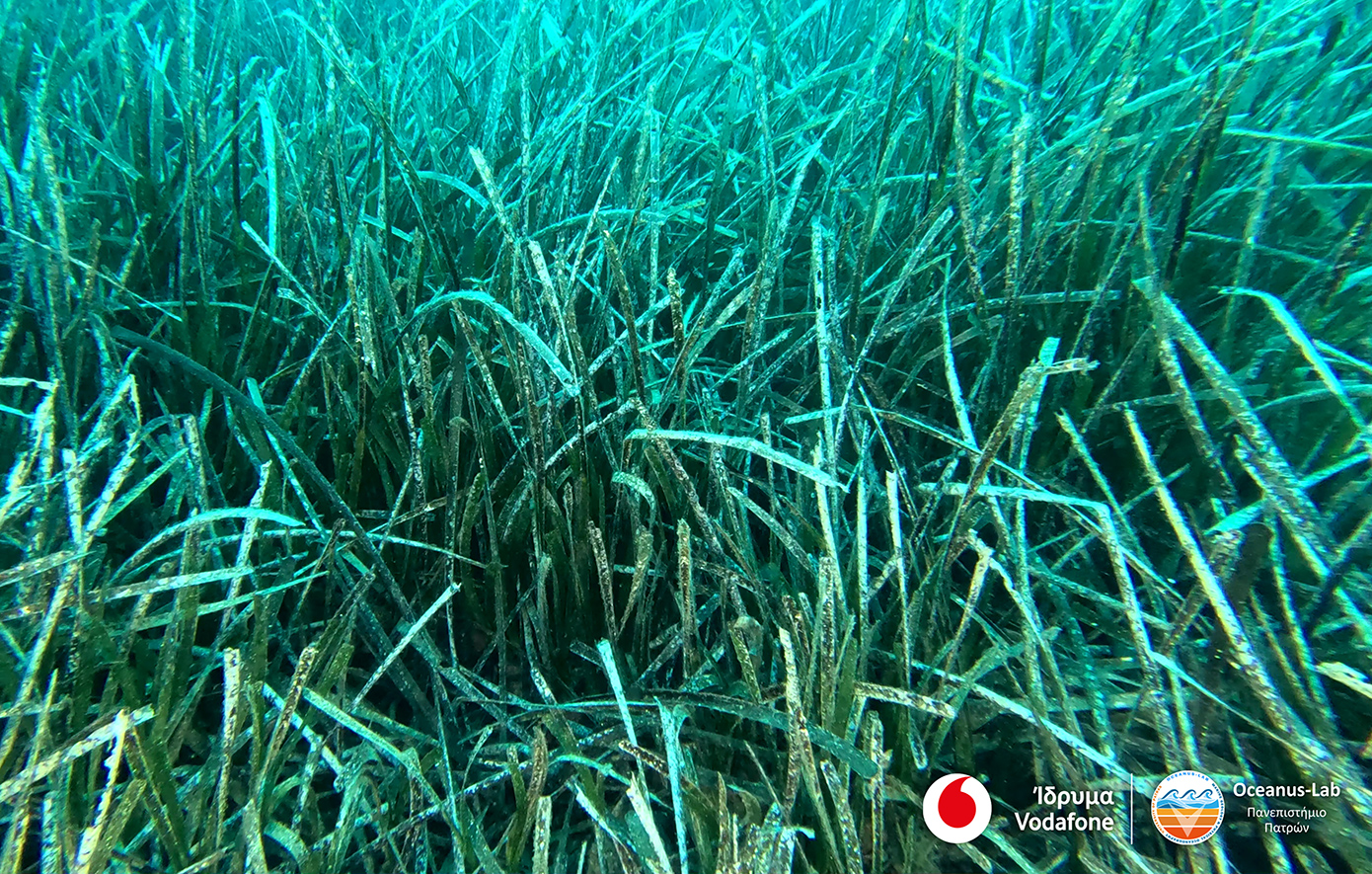 Vodafone Posidonia: Ολοκληρώθηκε η χαρτογράφηση των λιβαδιών Ποσειδωνίας σε Ανατολική Πελοπόννησο και Αργοσαρωνικό
