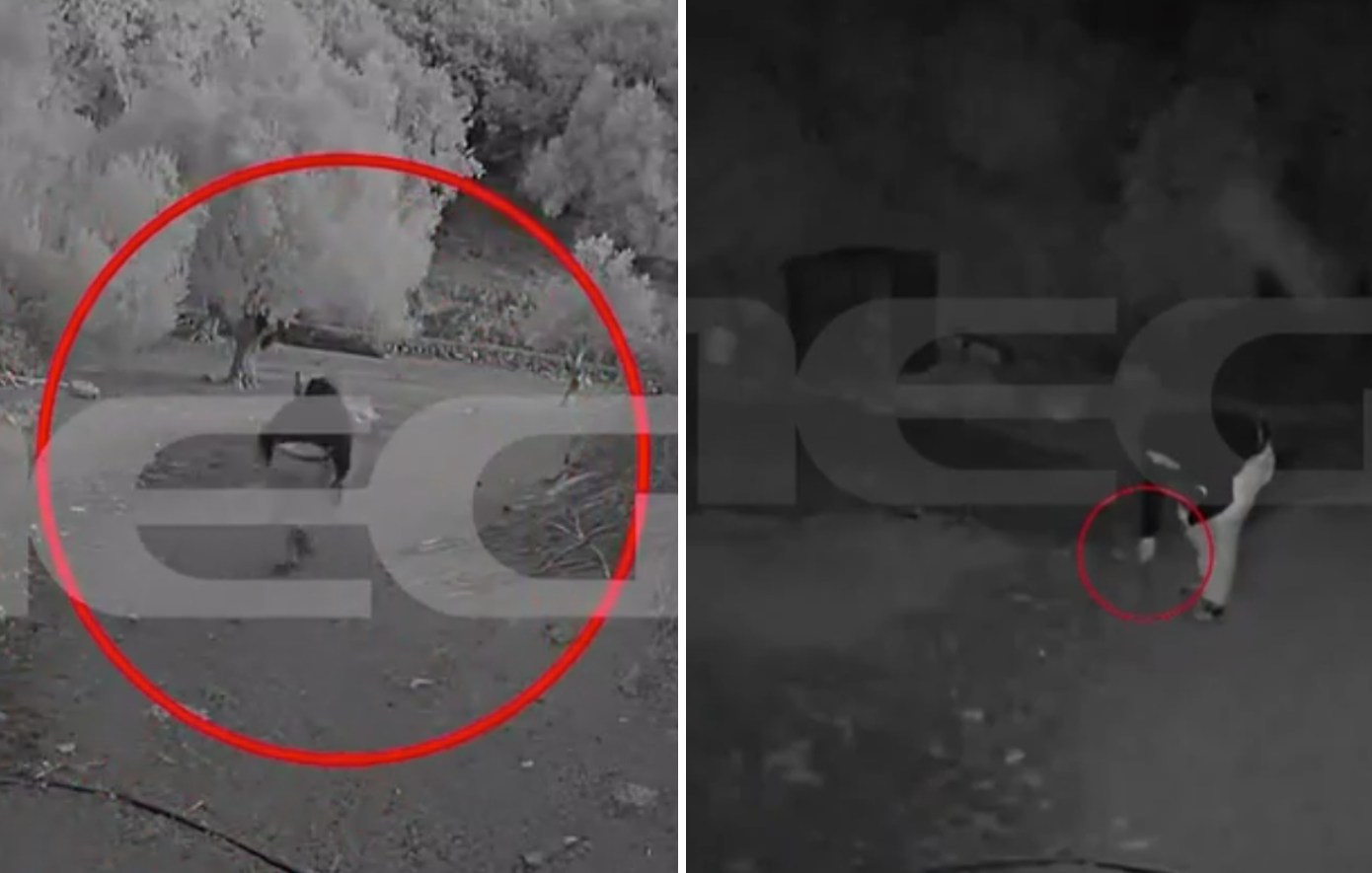 «Με άφησαν πεθαμένο, μου έκοψαν τη γλώσσα»: Συγκλονίζει ο κτηνοτρόφος από το Ρέθυμνο για το καρτέρι θανάτου