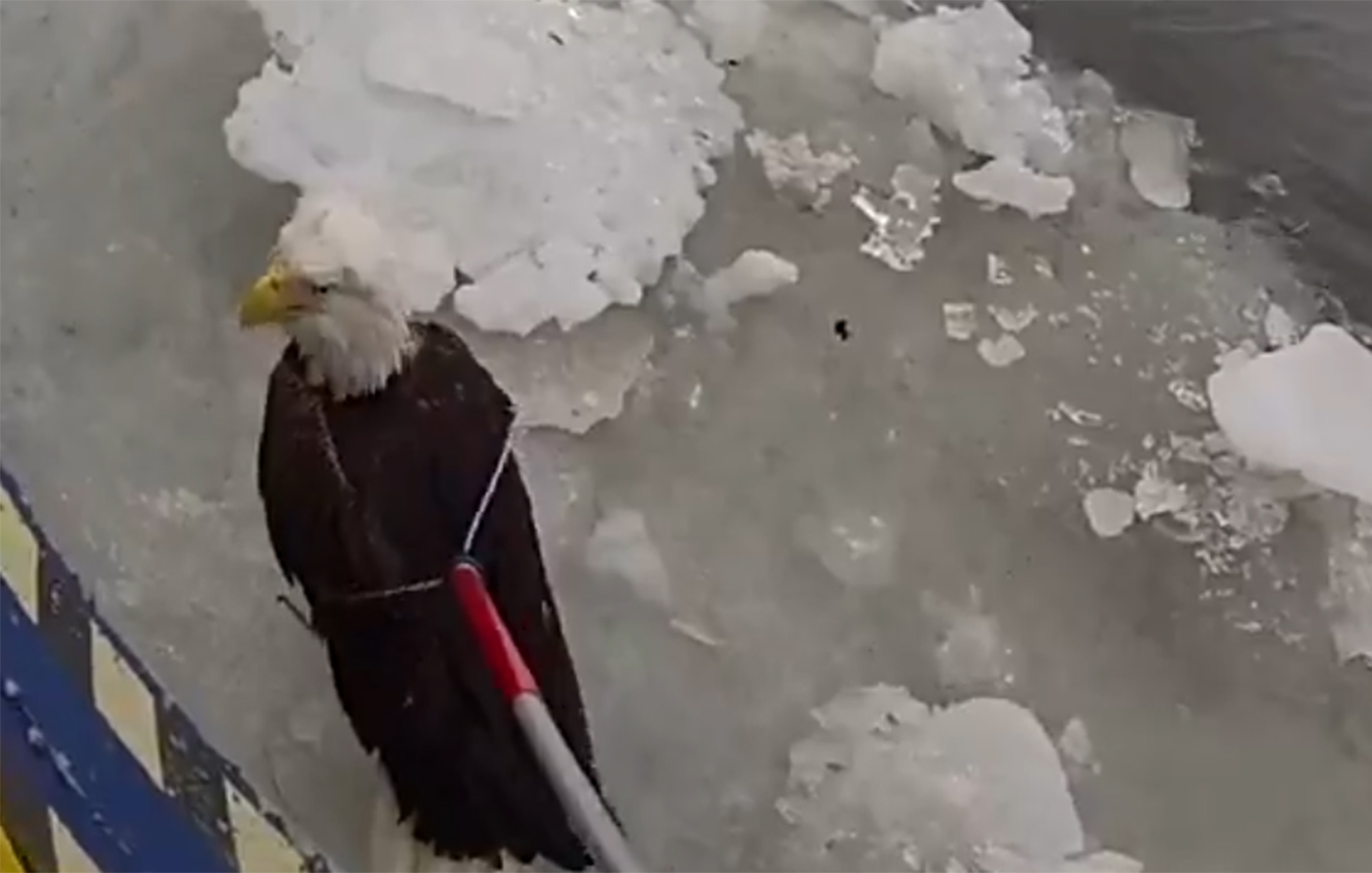 «Όλα είναι εντάξει, φίλε» – Βίντεο καταγράφει τη διάσωση αετού από αστυνομικούς στη Νέα Υόρκη