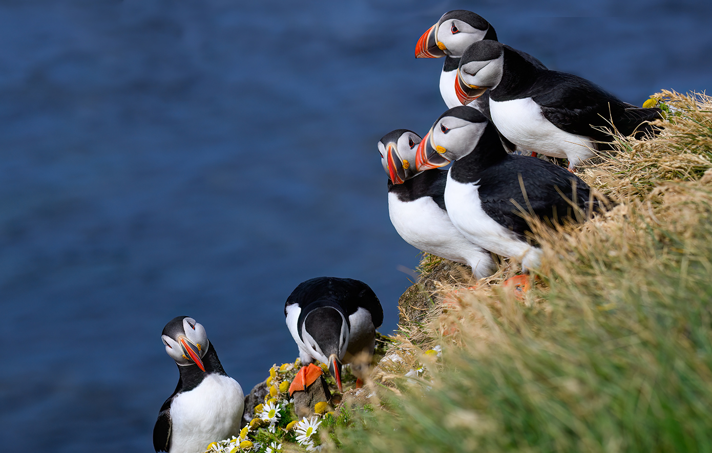 Φρατέρκουλες