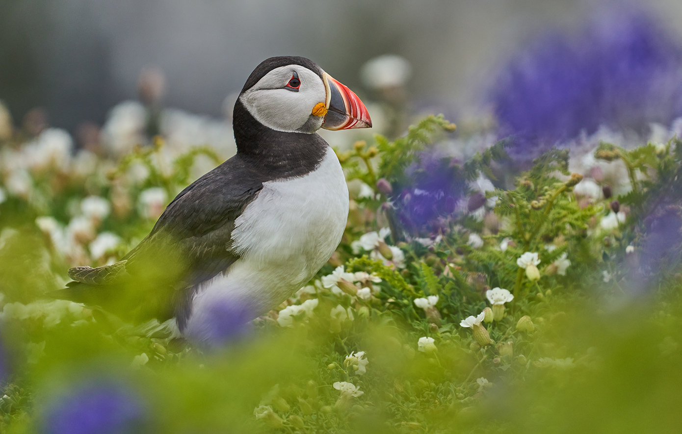 Απομονωμένο νησί στην Ουαλία ζητά εθελοντές για να μετρούν&#8230; θαλάσσιους παπαγάλους που είναι υπό εξαφάνιση