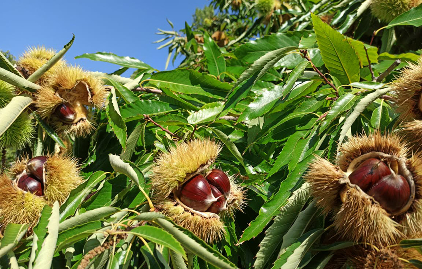 Στην τελική ευθεία για να γίνει ΠΟΠ το κάστανο Πάικου, που διαθέτει ιστορία άνω των 2.000 ετών