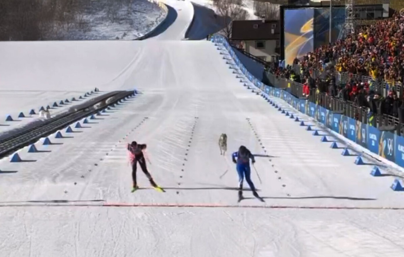 Χειμερινοί Ολυμπιακοί Αγώνες: Λυκόσκυλο μπήκε στην πίστα και έτρεχε με τις αθλήτριες