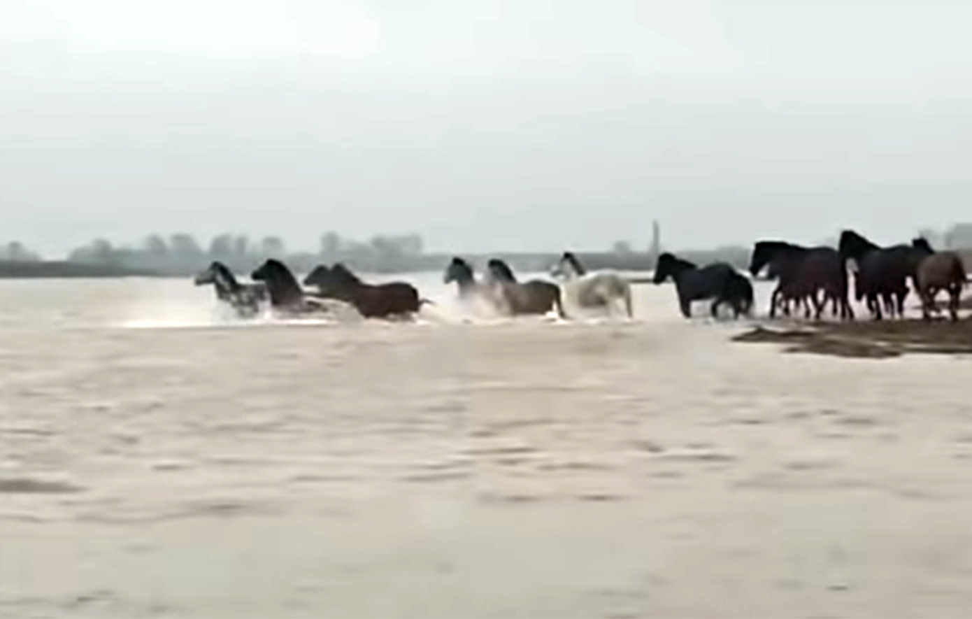 Εντυπωσιακές εικόνες άγριας φύσης στο Δέλτα του Έβρου με άλογα να διασχίζουν τον ποταμό