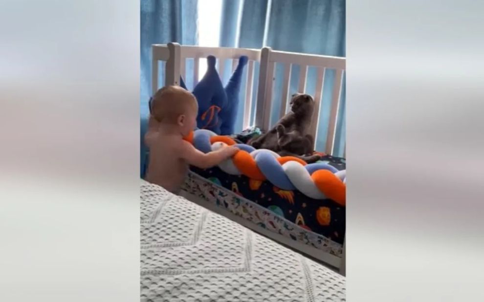 Γάτα για Όσκαρ δίνει ρεσιτάλ ηθοποιίας για να… αποφύγει το μωρό της οικογένειας