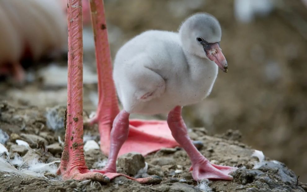 Δες αυτά τα ζώα μωρά &#8211; Θα μπορούσες να τα αναγνωρίσεις;