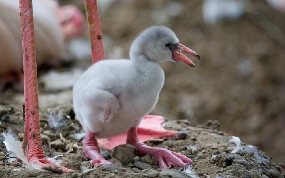 Μωρό φλαμίνγκο τσαλαβουτά τα ποδαράκια του στο νερό και είναι ό,τι πιο γλυκό έχετε δει