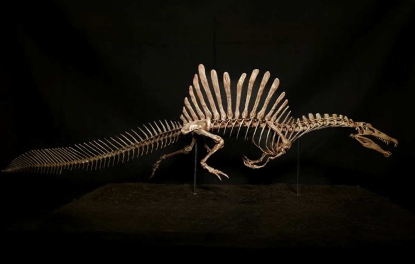 Εντυπωσιακή ανακάλυψη στη Σαχάρα: Απολίθωμα «δράκου» 95 εκατομμυρίων ετών εντυπωσιάζει την επιστημονική κοινότητα