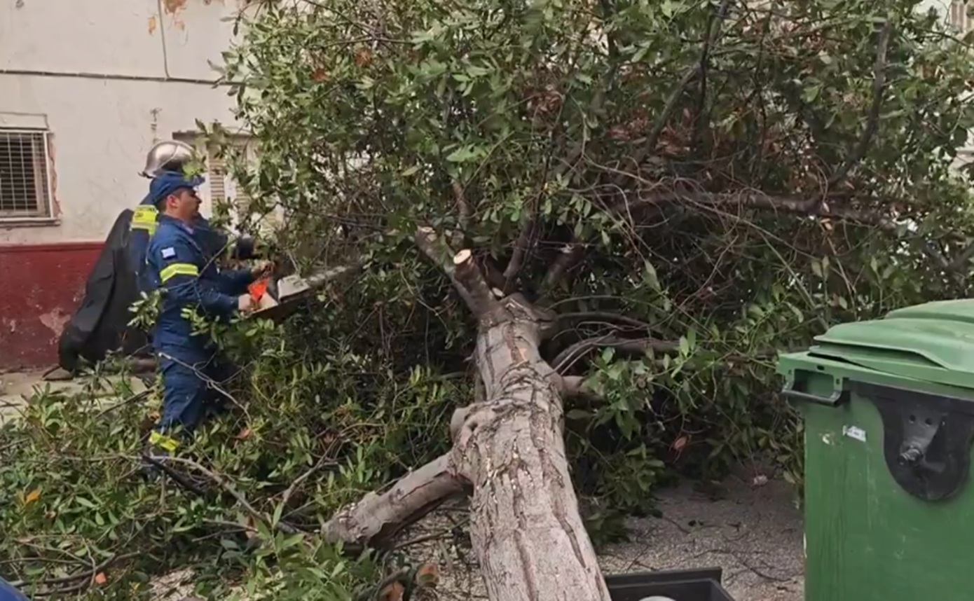Πτώσεις δέντρων λόγω θυελλωδών ανέμων στην Αττική