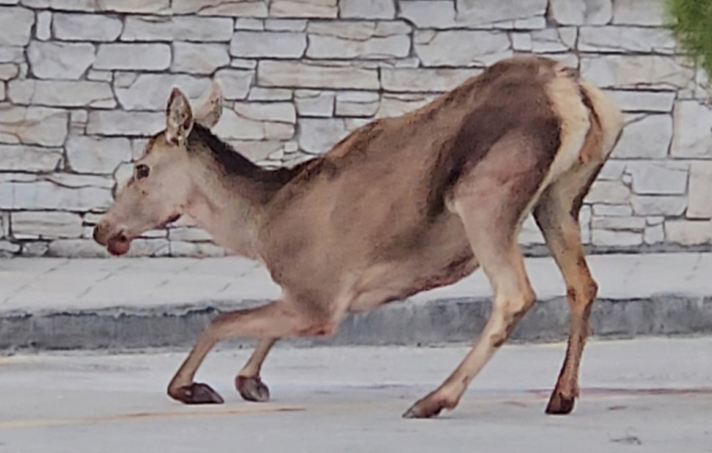 Ελαφίνα βρέθηκε σοβαρά τραυματισμένη στο πάρκινγκ του τελεφερίκ της Πάρνηθας