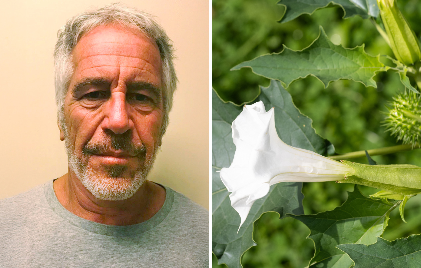 Νέες σκοτεινές αποκαλύψεις για τον Έπσταϊν: Email δείχνουν εμμονή με φυτά που μετατρέπουν ανθρώπους σε «ζόμπι»