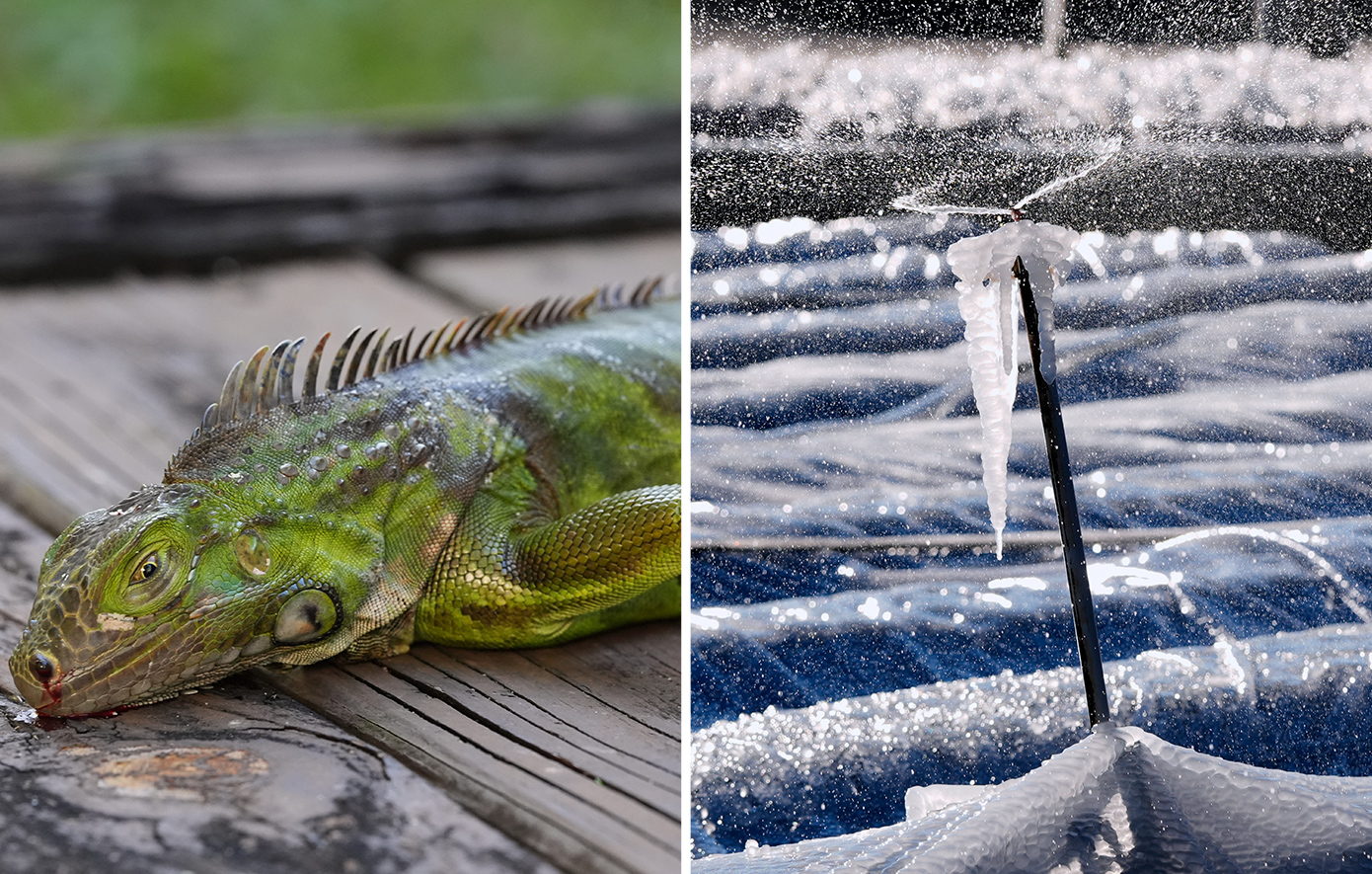 Σπάνιες θερμοκρασίες υπό το μηδέν στη Φλόριντα, ιγκουάνα πέφτουν από τα δέντρα &#8211; Ισχυρές χιονοπτώσεις πλήττουν τις ΗΠΑ