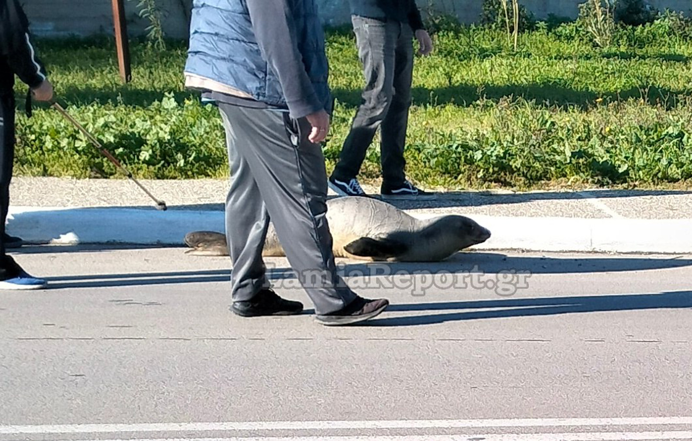 Αποπροσανατολισμένη φώκια βρέθηκε να κάνει βόλτες στους δρόμους της Αρκίτσας Φθιώτιδας &#8211; Εμφανίστηκε ξαφνικά στη στεριά μέσω φρεατίου