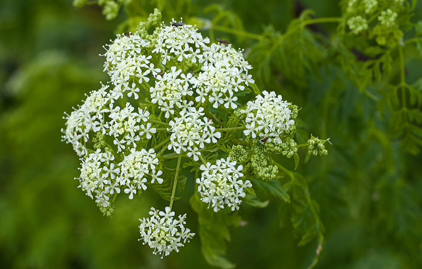 Συναγερμός σε παραλίες: Εντοπίστηκε θανατηφόρο δηλητηριώδες φυτό &#8211; Κίνδυνος για ανθρώπους και ζώα