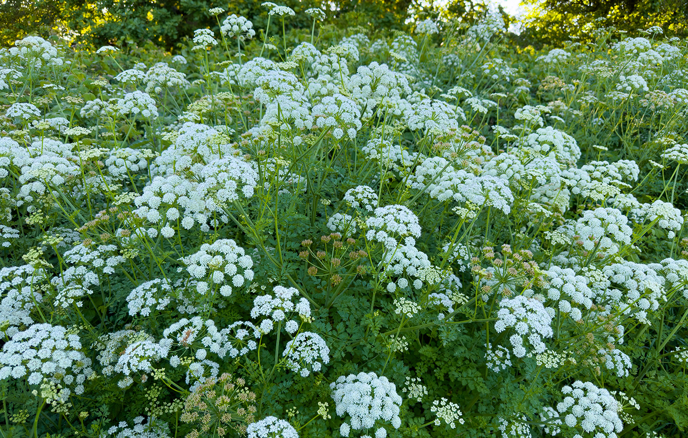 Φυτό - Δηλητήριο