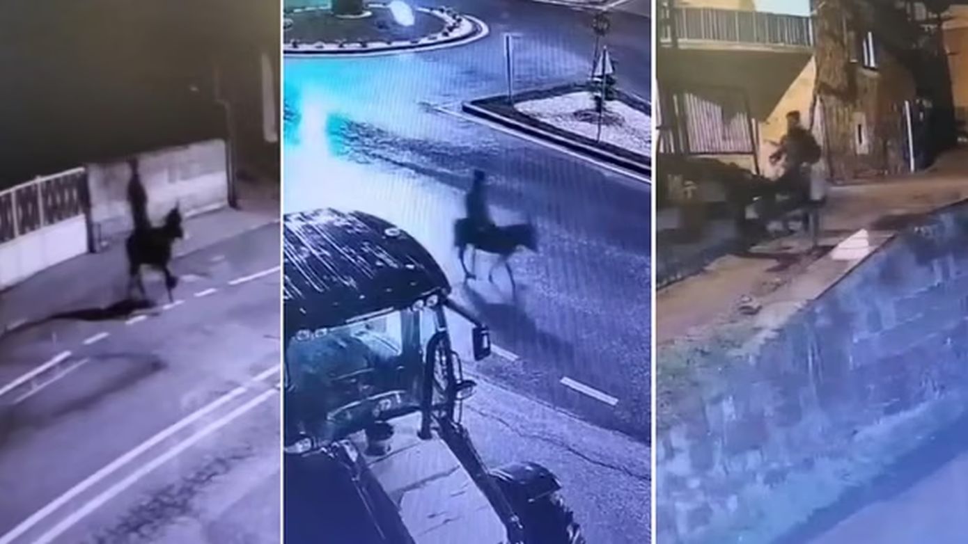 Έκλεψε χρυσό από κοσμηματοπωλείο στην Τουρκία και διέφυγε από τον τόπο του εγκλήματος με γάιδαρο