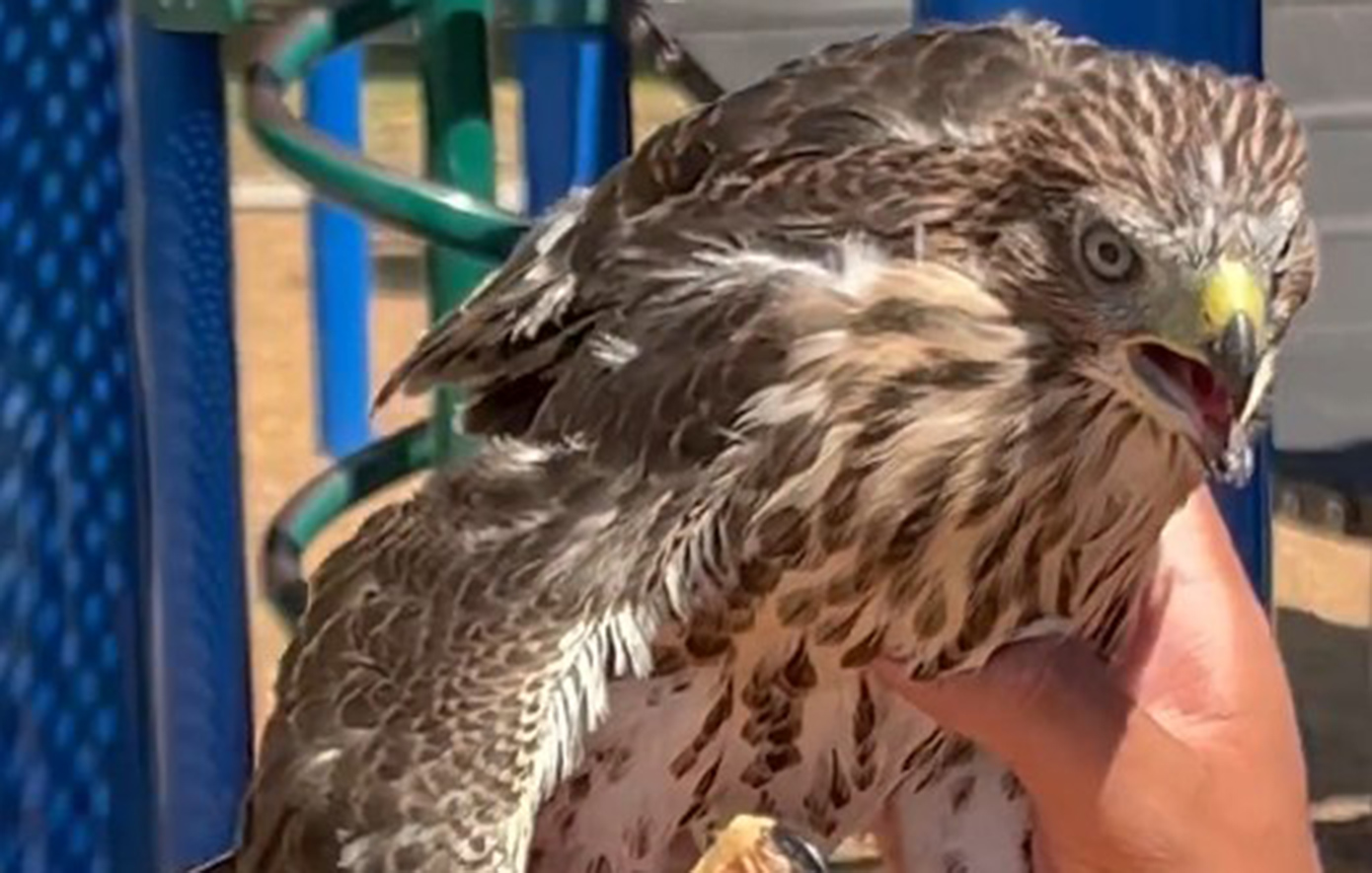 Νεαρός Αμερικανός έδωσε αλκοόλ σε πουλί και καταδικάστηκε για βίντεο στο YouTube