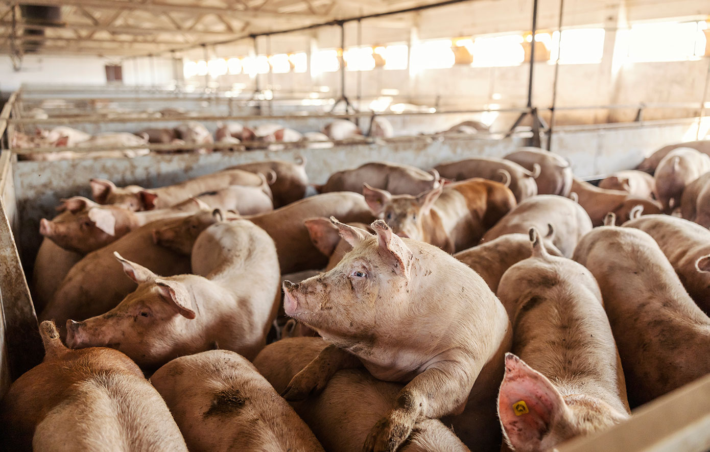 Άνδρας προσπάθησε να προσλάβει εκτελεστή για να σκοτώσει τον ερωτικό του αντίπαλο και να τον ταΐσει στα γουρούνια