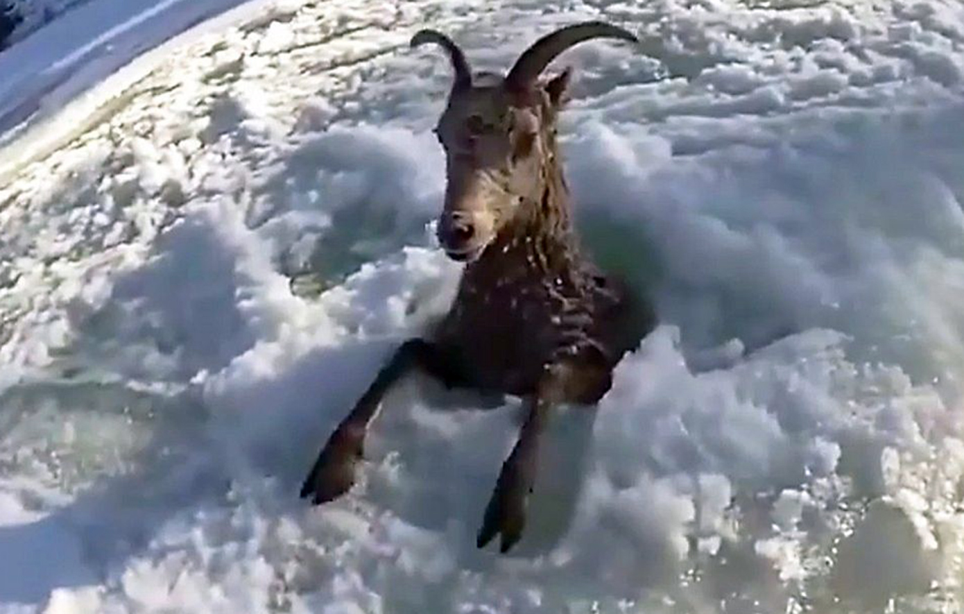 Συγκλονιστική διάσωση κατσίκας: Ήταν παγιδευμένη για ώρες σε παγωμένο ποταμό ανάμεσα σε κομμάτια πάγου