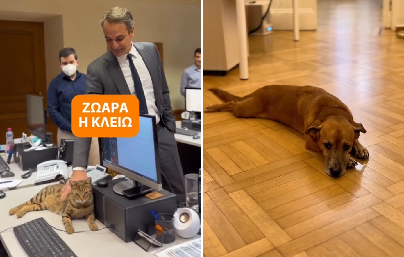 «Στο βασίλειο της Κλειώς δεν έχει θέση ο Peanut» &#8211; Ο Κυριάκος Μητσοτάκης συστήνει τη γάτα που μετακόμισε στο Μαξίμου