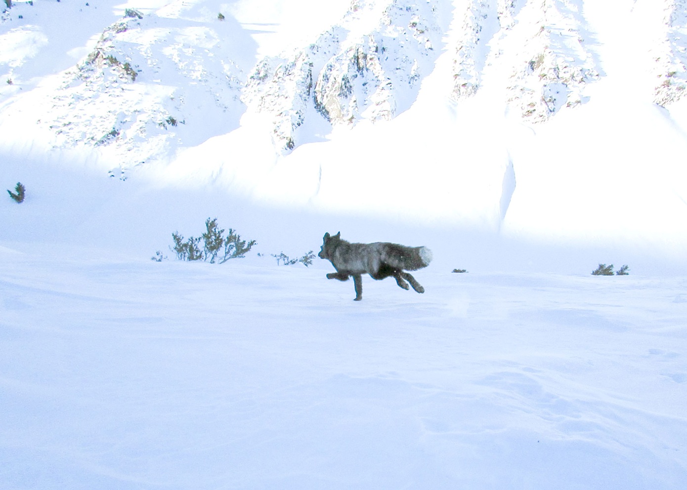Επιστήμονες εντόπισαν για πρώτη φορά εξαιρετικά σπάνιο ζώο στα βουνά της Καλιφόρνιας