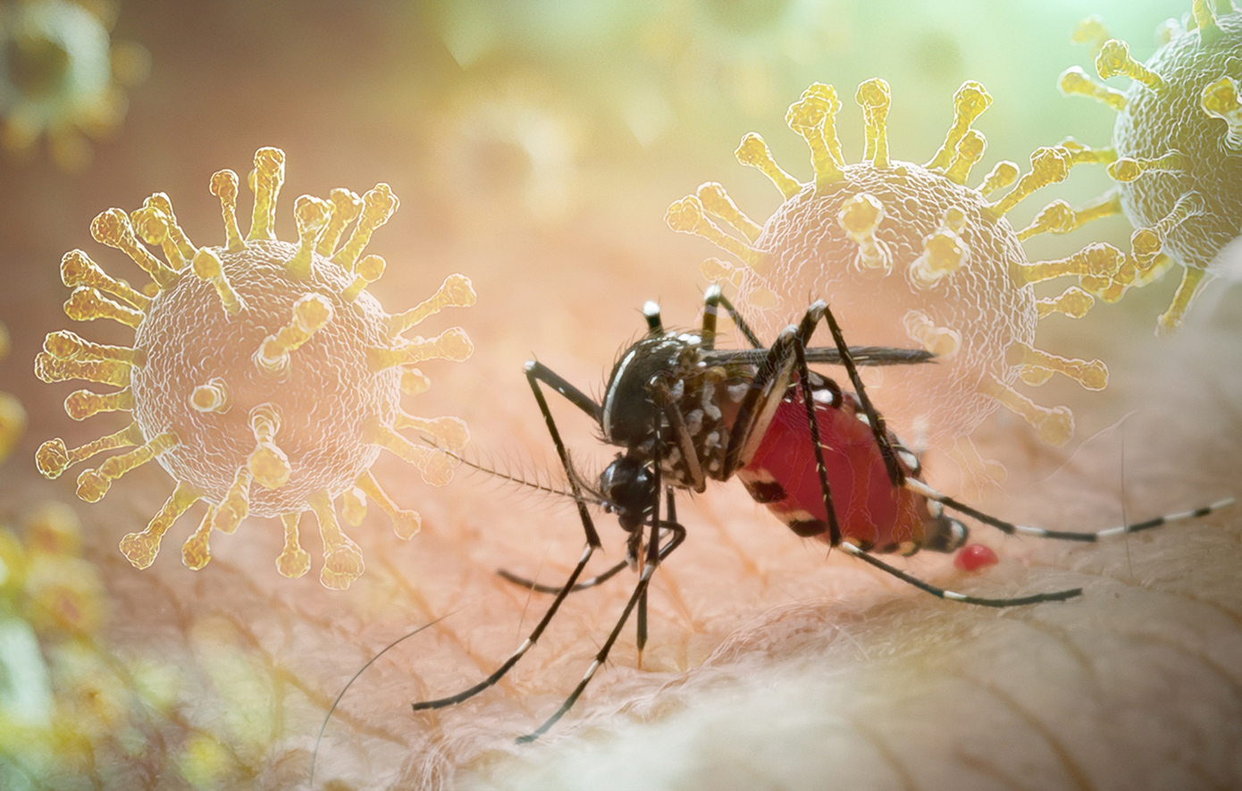 Η επώδυνη τροπική ασθένεια τσικουνγκούνια απειλεί την Ελλάδα &#8211; Γιατί η χώρα μας είναι ιδανική για την εξάπλωσή της