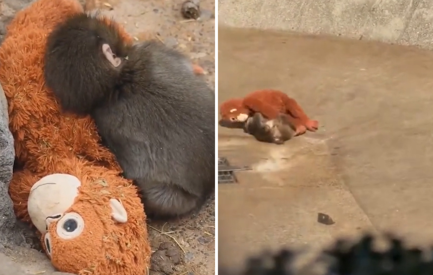 Μωρό πιθηκάκι που το απέρριψε η μαμά του βρήκε παρηγοριά σε ένα λούτρινο παιχνίδι &#8211; Συγκινητικές εικόνες