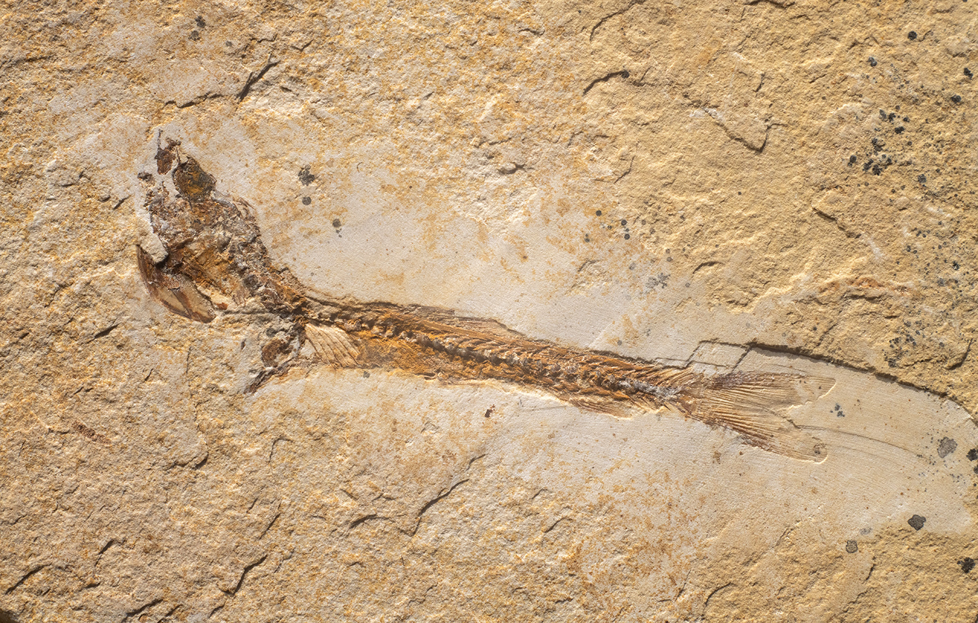 Αρχαία απολιθώματα αποκαλύπτουν ότι οι αρχαιότεροι γνωστοί πρόγονοί μας είχαν τέσσερα μάτια