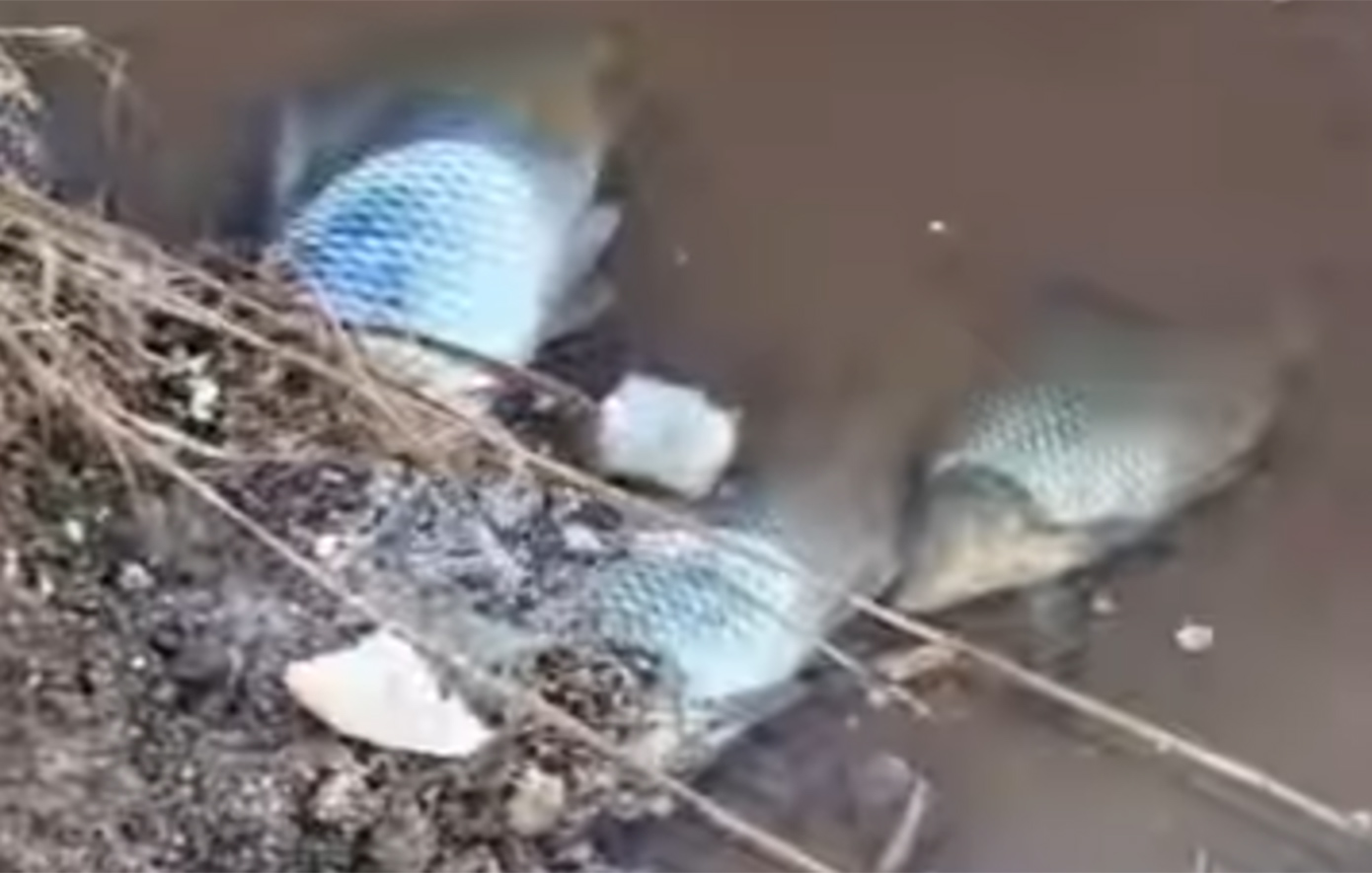 Δραματικές εικόνες σε υγροβιότοπο της Χερσονήσου στην Κρήτη – Δεκάδες νεκρά ψάρια και πουλιά