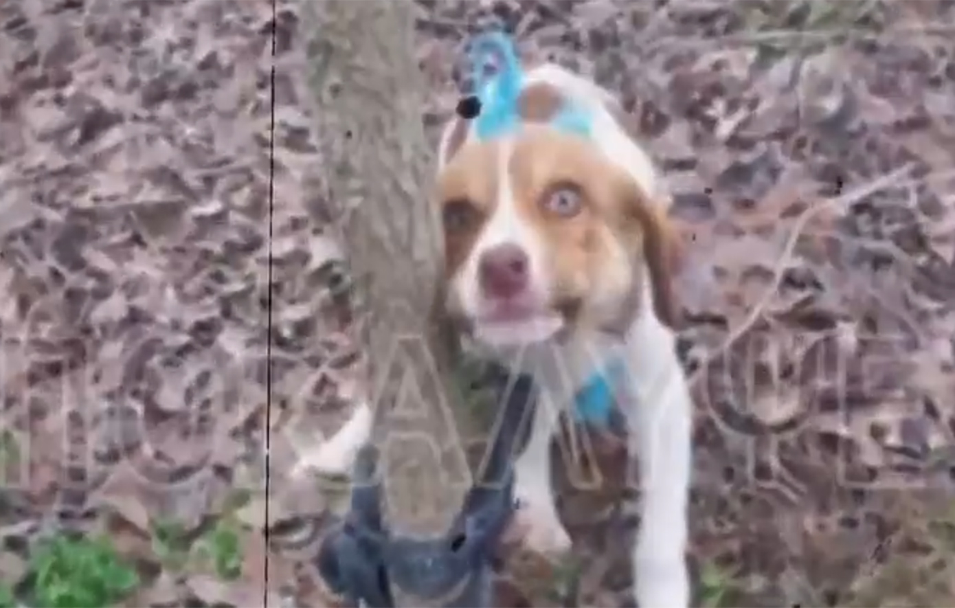 Φρίκη στην Καρδίτσα: Βίασαν θηλυκό κουτάβι &#8211; Από τις πιο βαριές περιπτώσεις σεξουαλικής κακοποίησης ζώου στην Ελλάδα