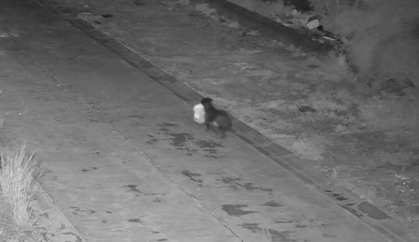 Ιταλός χρησιμοποιεί τον σκύλο του για να πετάει τα σκουπίδια στον δρόμο για να γλυτώσει πρόστιμο