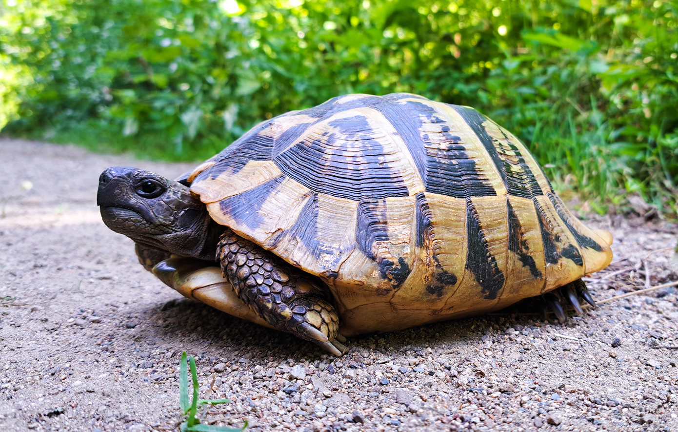 Η επιθετικότητα των αρσενικών οδηγεί τις θηλυκές χελώνες να πέφτουν στους γκρεμούς στη Μεγάλη Πρέσπα &#8211; «Πρέπει να φύγουν από το νησί»