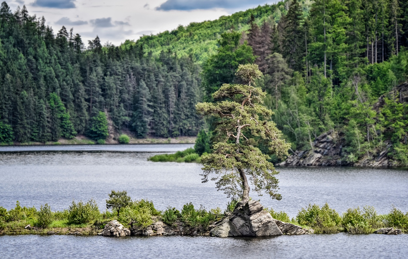 Η Eurovision των δέντρων: Ο διαγωνισμός που μετατρέπει τα δέντρα σε «σουπερστάρ»