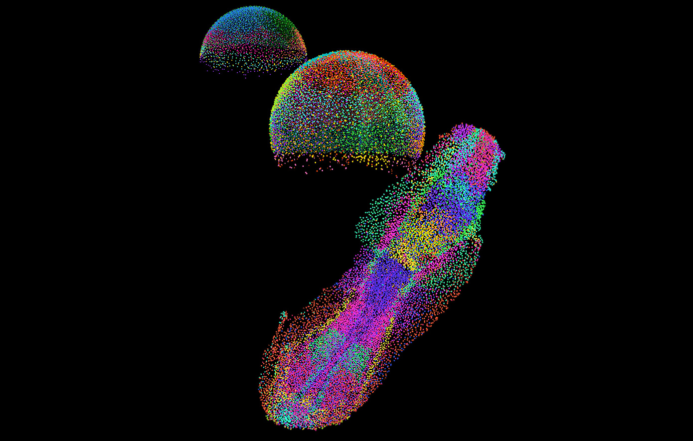 Άτλας γονιδίων και κυττάρων αποκαλύπτει την εμβρυογένεση στο ψάρι ζέβρα