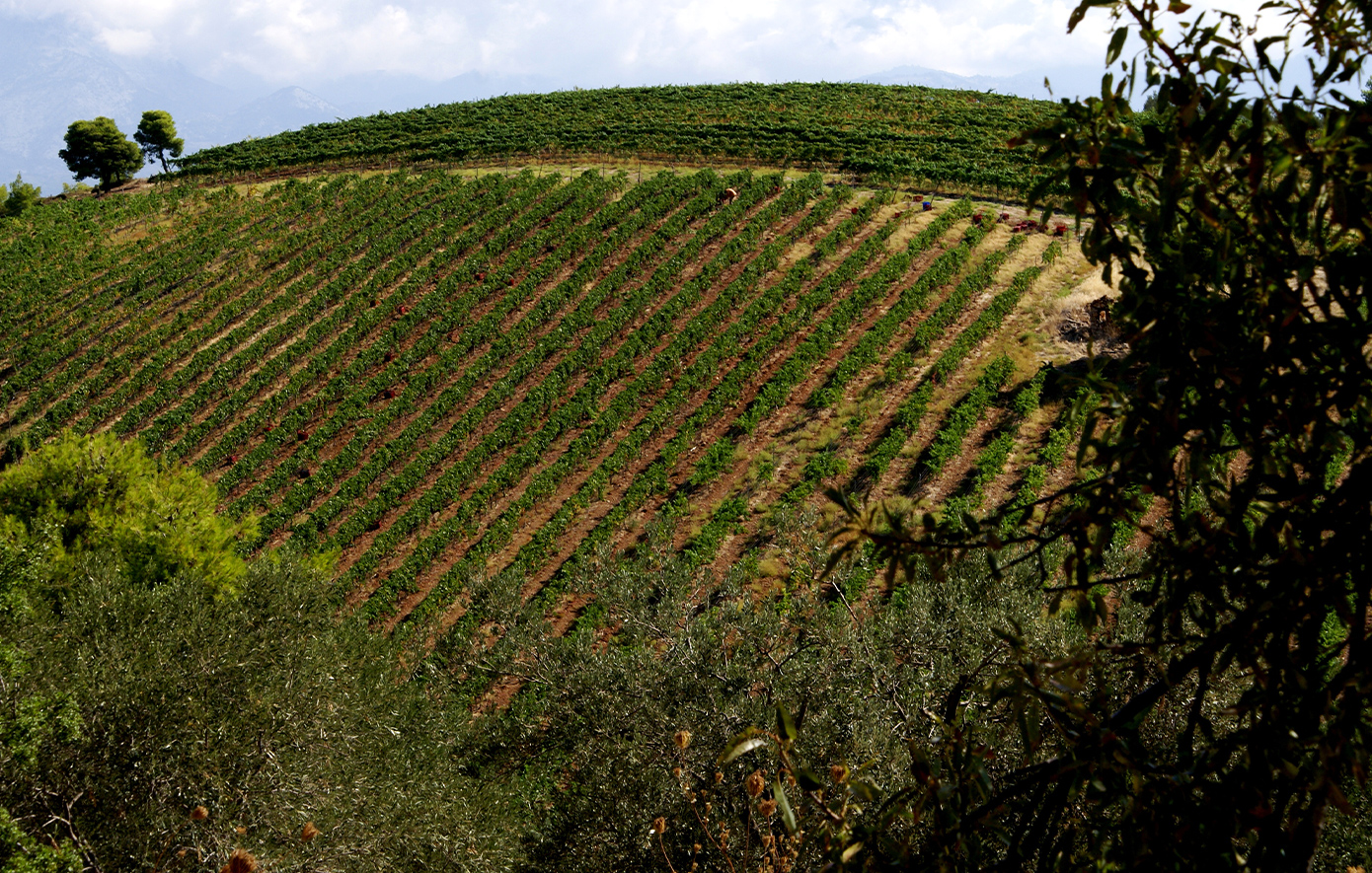 Το Κτήμα Αβαντίς εντάσσεται στο χαρτοφυλάκιο Oenothèque της ΑΜΒΥΞ Το Κτήμα Αβαντίς εντάσσεται στο χαρτοφυλάκιο Oenothèque της ΑΜΒΥΞ