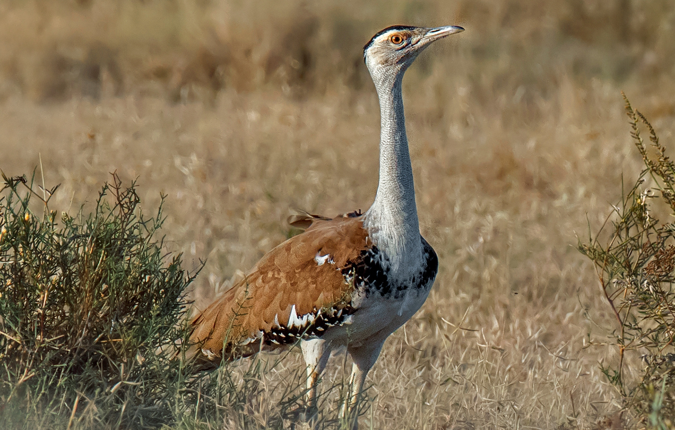 Επιχείρηση «Ελπίδα» στην Ινδία: 50 άνδρες φυλάνε τη φωλιά του σπανιότερου πουλιού στον κόσμο