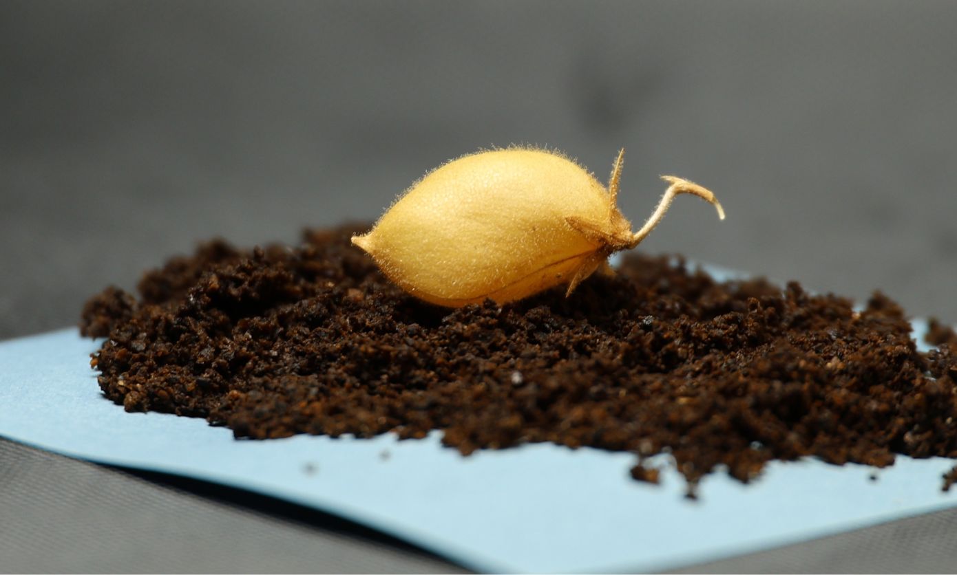 Επιστήμονες καλλιέργησαν ρεβίθια σε προσομοιωμένο σεληνιακό χώμα