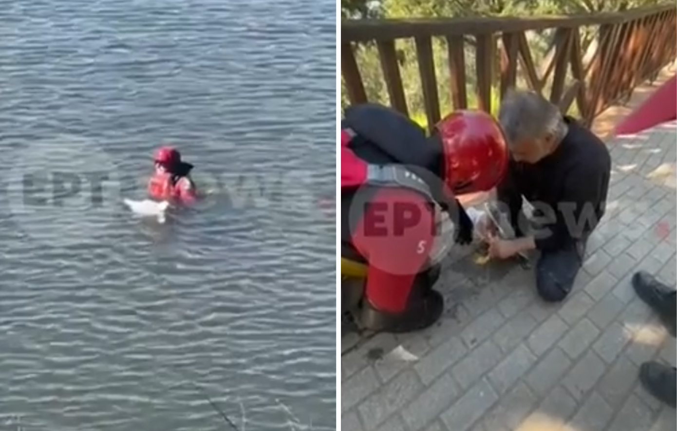 Διασώστης της ΕΜΑΚ βούτηξε στο φράγμα Θέρμης για να διασώσει γλάρο που είχε μπλεχτεί σε σπάγκο &#8211; «Ήταν τυλιγμένος στο κεφάλι, τα πόδια, τα φτερά»
