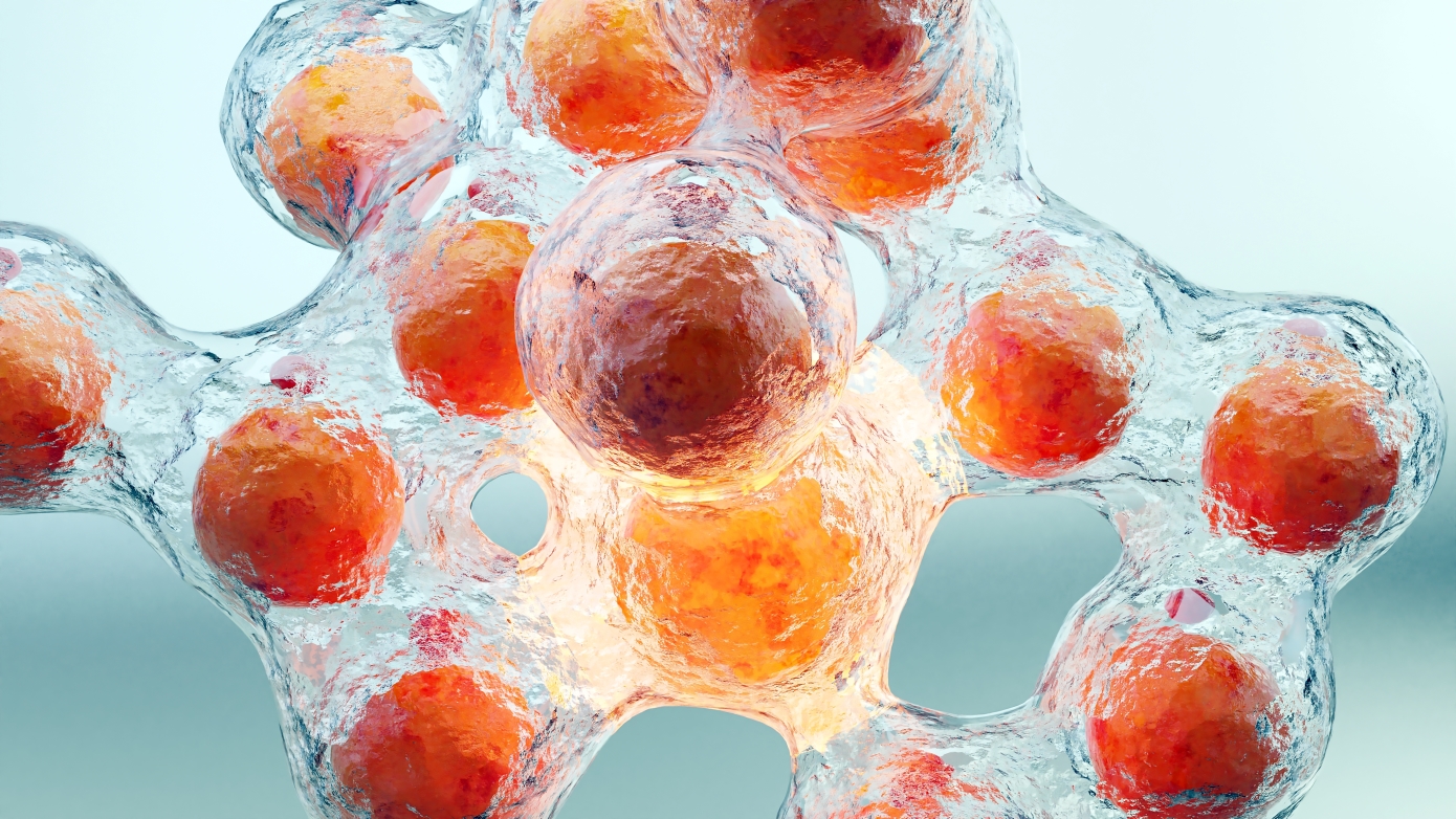 Γιατί το σώμα θυμάται το βάρος που έχασες &#8211; Ο ρόλος των λιποκυττάρων