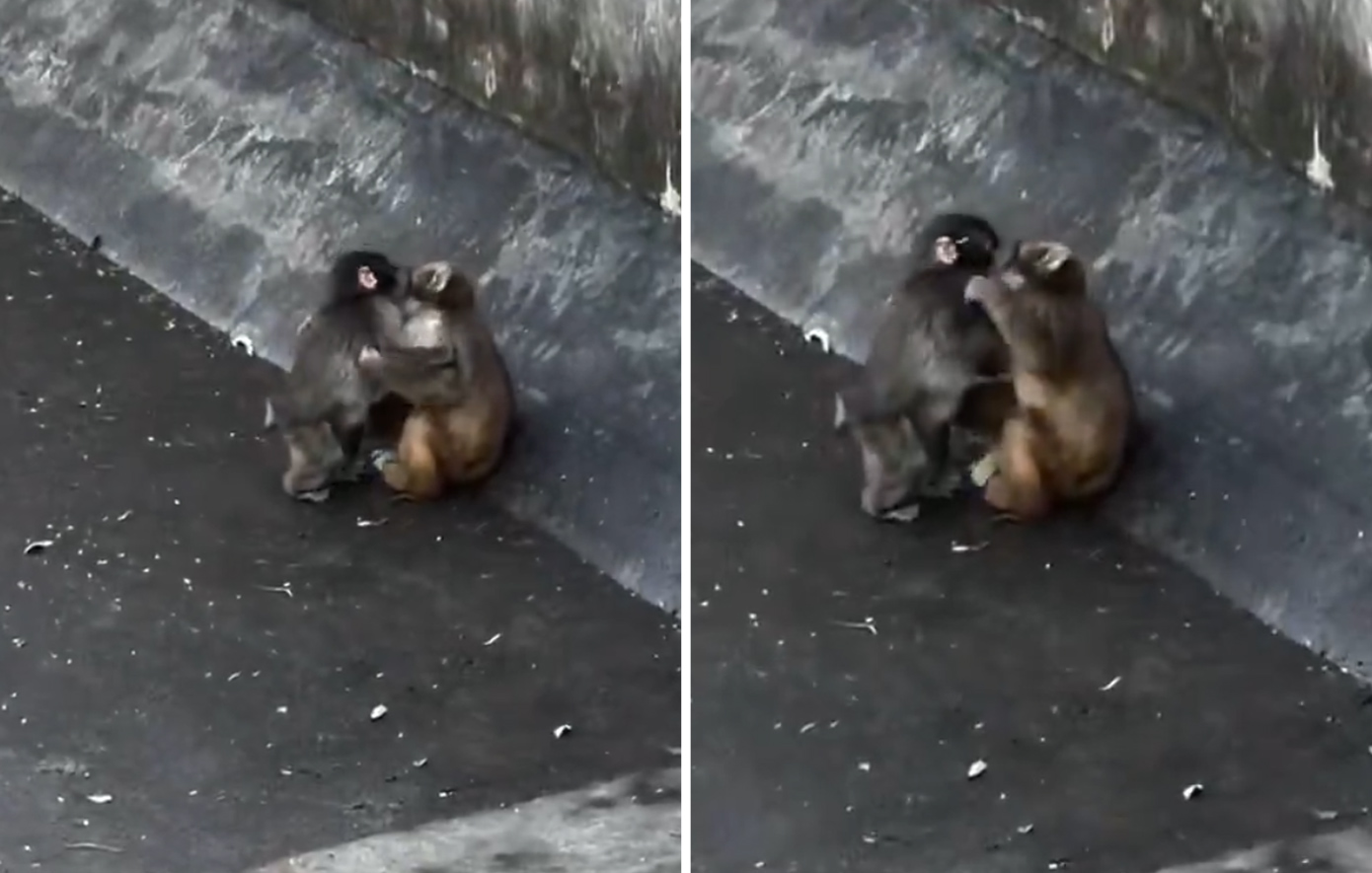 Ο μικρός Punch βρήκε κοπέλα, αλλά δεν παράτησε ποτέ τον λούτρινο φίλο του &#8211; Τα βίντεο που «λύγισαν» το internet