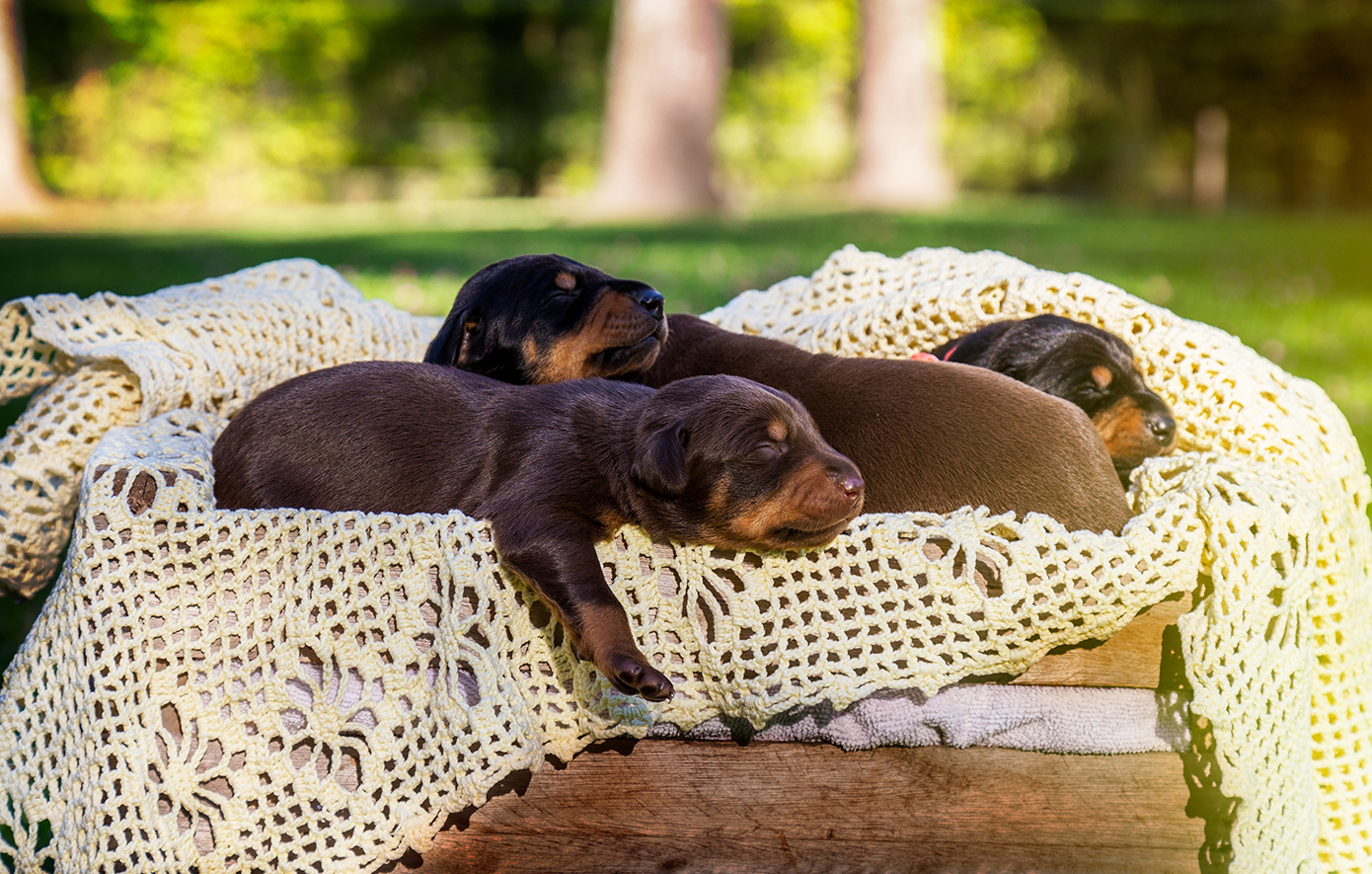 Πρόστιμα άνω των 65.000 ευρώ για πέντε παραβάσεις σε 62χρονο που εγκατέλειψε δύο κουτάβια στην Ασπροβάλτα